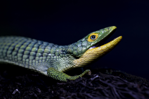 Mexican Alligator Lizard — 5