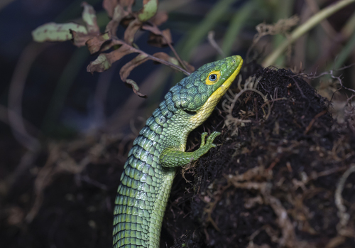 Mexican Alligator Lizard — 6