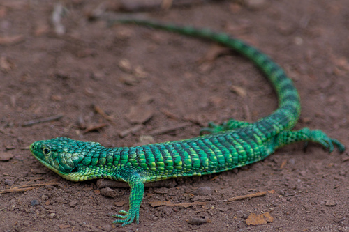Mexican Alligator Lizard — 8