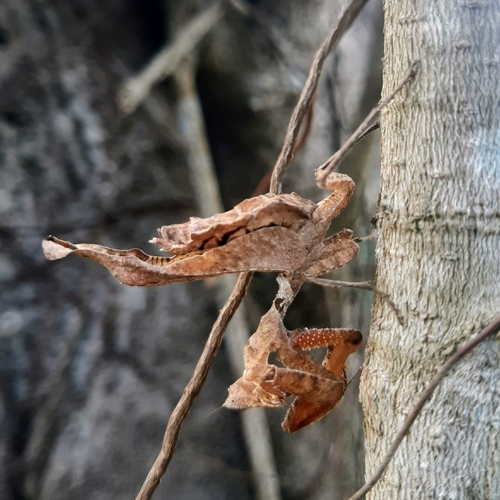 Dead-Leaf Mantis — 2