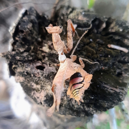 Dead-Leaf Mantis — 4