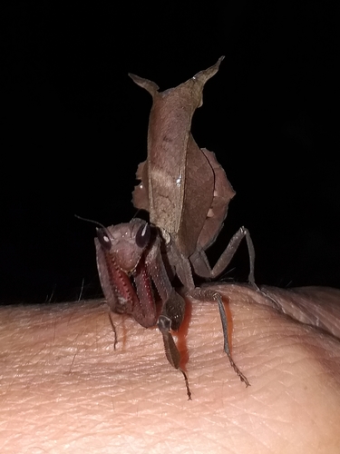 Dead-Leaf Mantis — 8