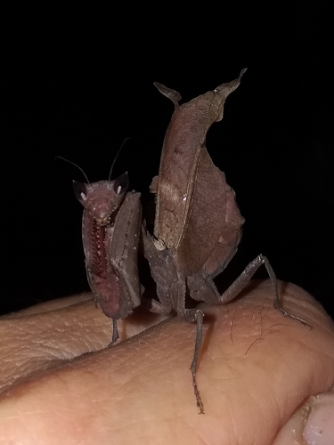 Dead-Leaf Mantis — 9
