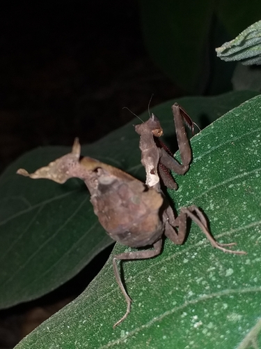 Dead-Leaf Mantis — 10