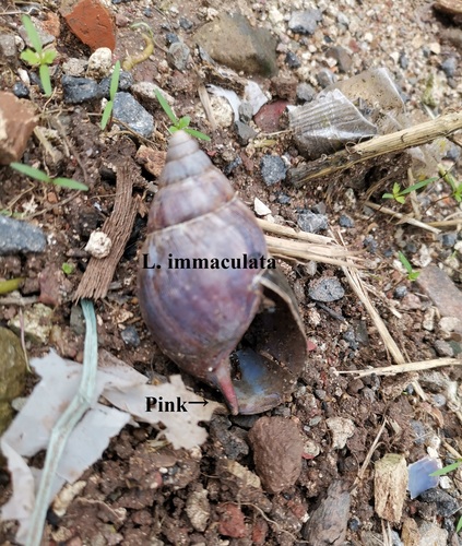 Giant Ghana Snail — 4