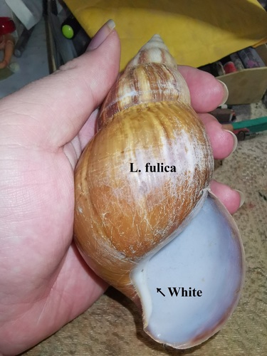Giant Ghana Snail — 6