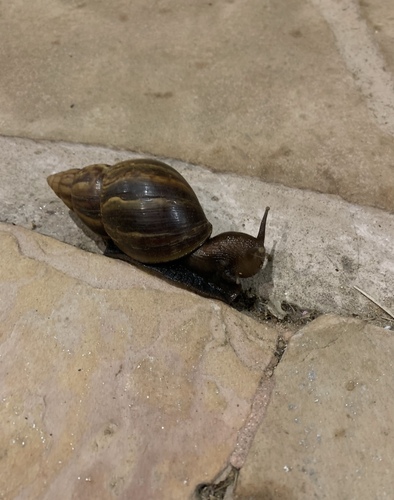 Giant Ghana Snail — 7