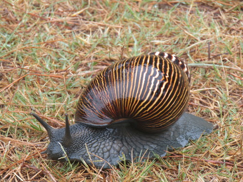Giant Ghana Snail — 10
