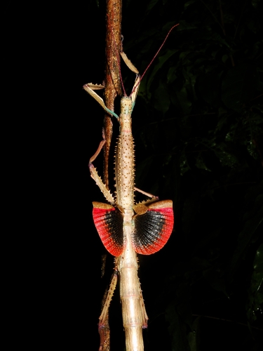 Madagascar Blue Stick — 4