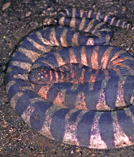 Little File Snake — 1