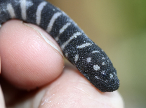 Little File Snake — 8