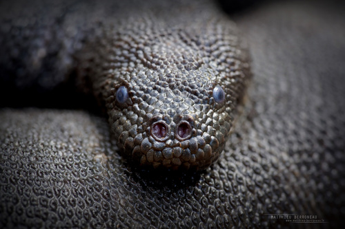 Little File Snake — 9