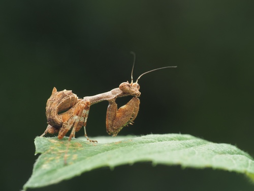 Japanese Boxer Mantis — 1