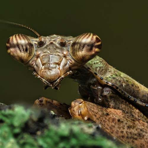 Japanese Boxer Mantis — 2