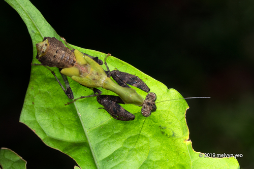 Japanese Boxer Mantis — 5