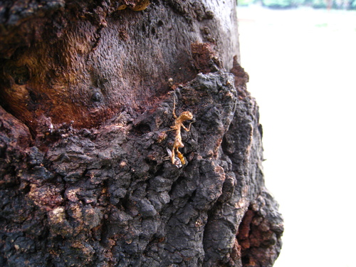 Japanese Boxer Mantis — 8