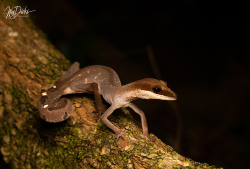 Cat Gecko — 2