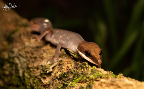 Cat Gecko — 4