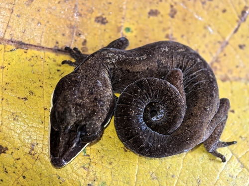 Cat Gecko — 6