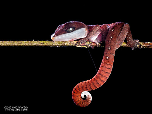 Cat Gecko — 7