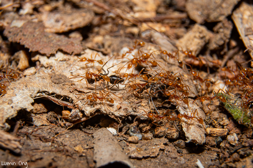 Aenictus Army Ants — 1