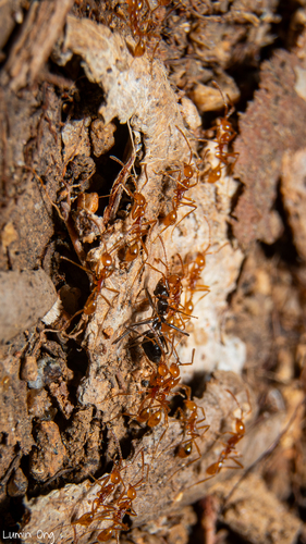 Aenictus Army Ants — 6