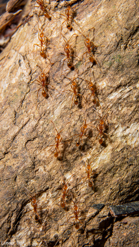 Aenictus Army Ants — 7