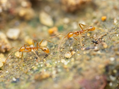 Aenictus Army Ants — 8