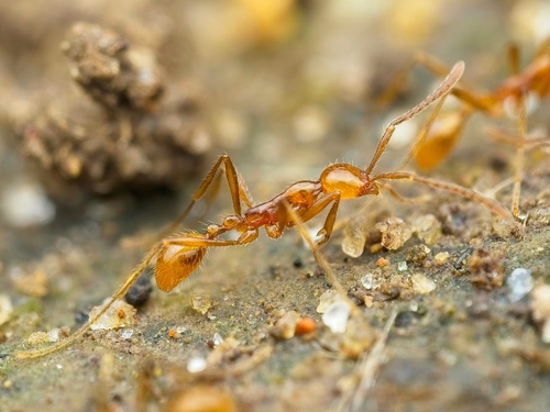Aenictus Army Ants — 9