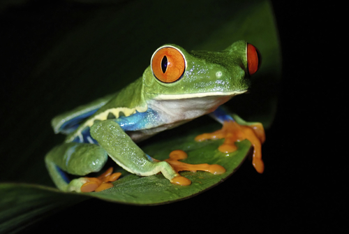 Red-Eyed Tree Frog — 2