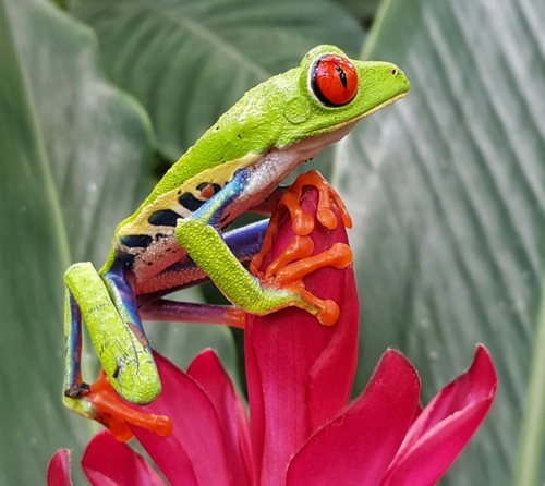 Red-Eyed Tree Frog — 8