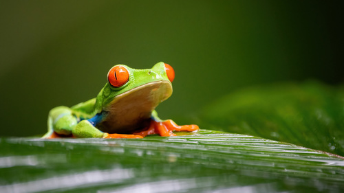 Red-Eyed Tree Frog — 9