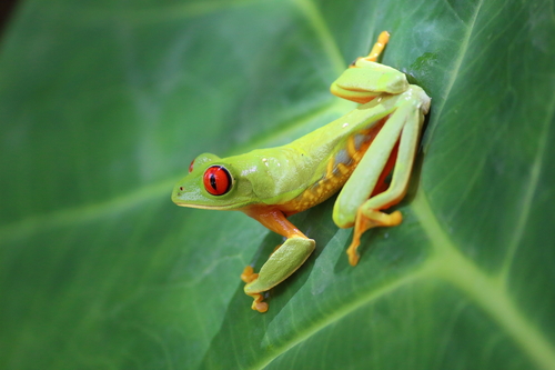 Red-Eyed Tree Frog — 10