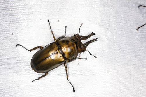 Rosenberg's Golden Stag Beetle — 1