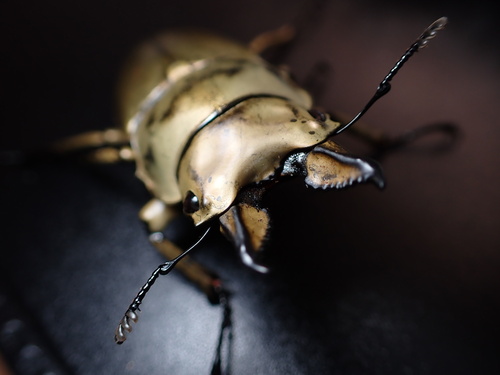 Rosenberg's Golden Stag Beetle — 4