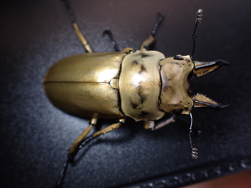 Rosenberg's Golden Stag Beetle — 5