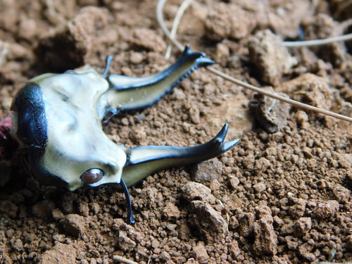 Rosenberg's Golden Stag Beetle — 9
