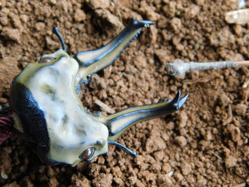 Rosenberg's Golden Stag Beetle — 10