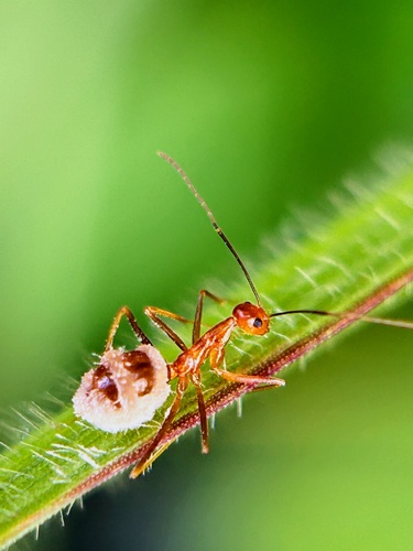 Yellow Crazy Ant — 3