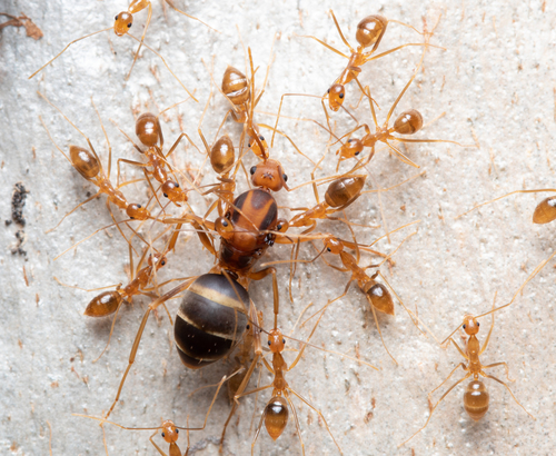 Yellow Crazy Ant — 5