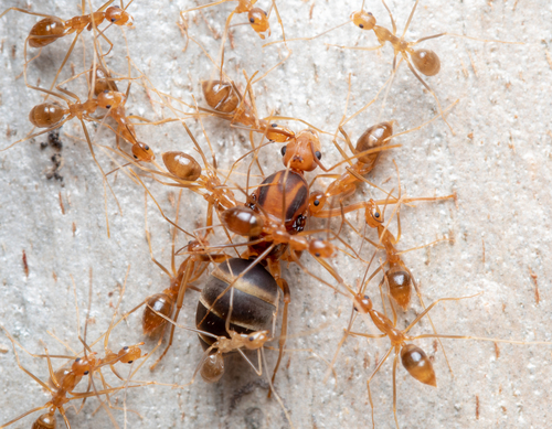 Yellow Crazy Ant — 6