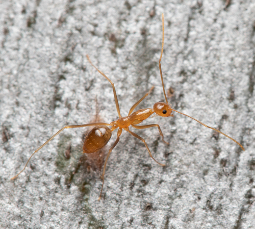 Yellow Crazy Ant — 7