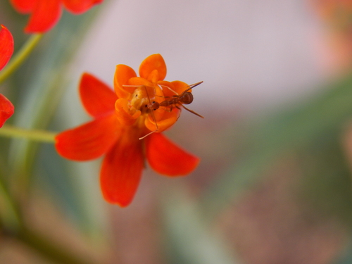 Yellow Crazy Ant — 8