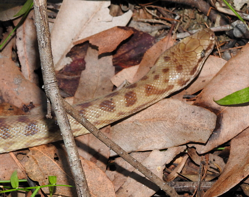 Spotted Python — 1