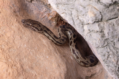 Spotted Python — 7