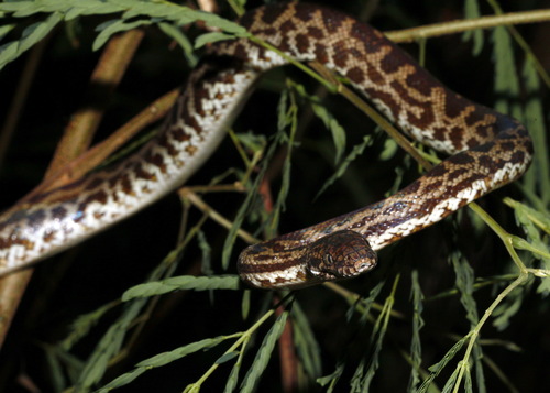 Spotted Python — 8