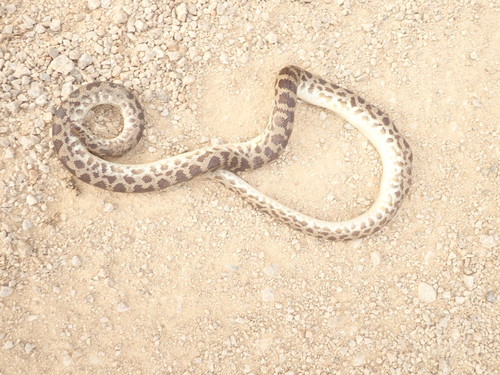 Spotted Python — 10