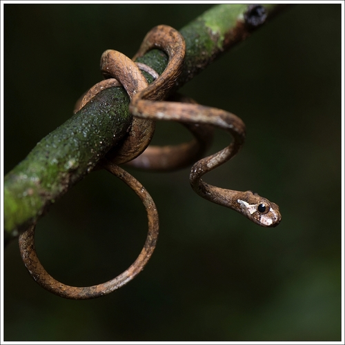 Blunt-Headed Slug Snake — 3