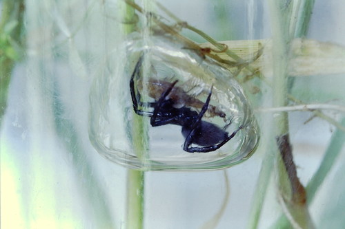 Diving Bell Spider — 2