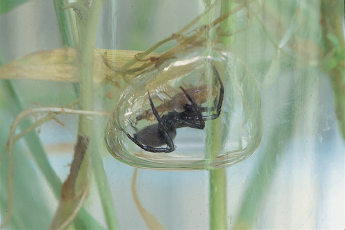 Diving Bell Spider — 4